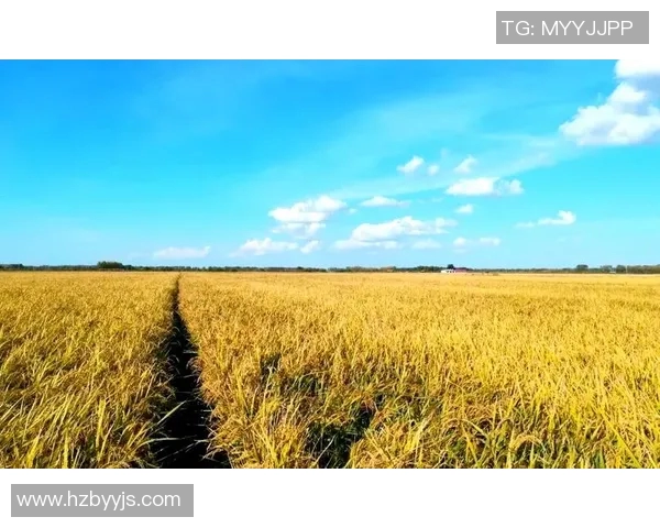 五谷丰登与现代农业创新：探索粮食作物多样化发展路径与技术突破